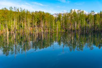 Blue pond (Aoiike) with reflection of tree in summer, located near Shirogane Onsen in Biei Town, Hokkaido, Japan 