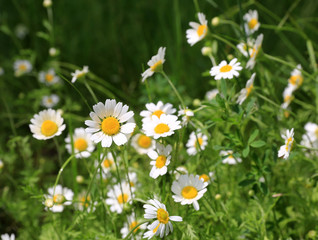 Fototapeta premium wild chamomile flowers