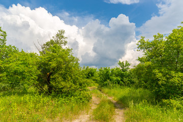 Fototapeta premium rut road in green forest