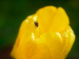 yellow Tulip in the garden in spring