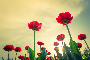 Fototapeta na wymiar Beautiful bouquet of tulips in spring season . ( Filtered image processed vintage effect. )