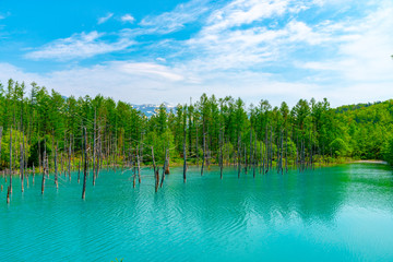 Fototapeta na wymiar Blue pond (Aoiike) with reflection of tree in summer, located near Shirogane Onsen in Biei Town, Hokkaido, Japan 