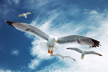 Seagulls flying in the blue sky.