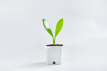 Fototapeta na wymiar Trees and growth In a white pot