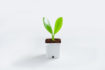 Fototapeta na wymiar Trees and growth In a white pot