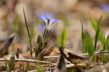 Bright blue gentian flowers in a meadow.