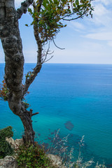 Tree on a cliff near the mediterranean sea