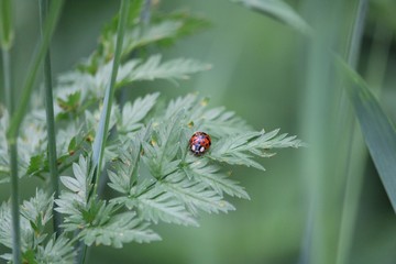 Fototapeta premium ladybug on a green leaf