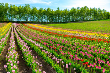 Vivid flowers streak pattern attracts visitors. Panoramic colorful flower field in Shikisai-no-oka,  a very popular spot for sightseeing in Biei Town, Hokkaido, Japan