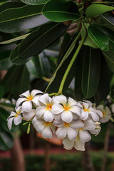 Fototapeta premium Plumeria blossom (Frangipani, Temple Tree, Graveyard Tree) on the tree in garden.