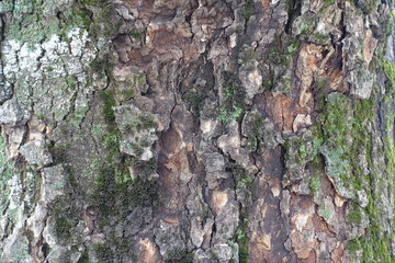 Texture of brown and grey tree bark with moss and lichen