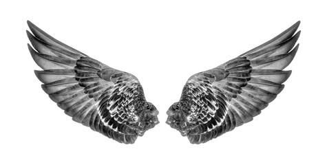 Wings of birds isolated on white background