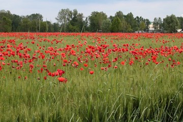 Campo di papaveri