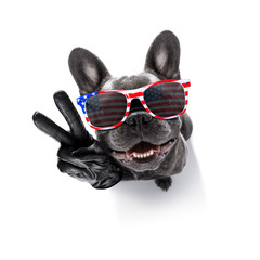 independence day 4th of july dog
