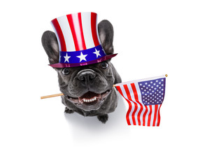 independence day 4th of july dog