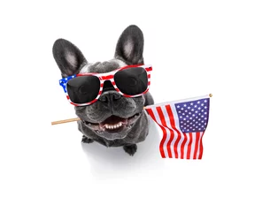 Peel and stick wall murals Crazy dog independence day 4th of july dog