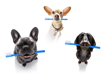 Stickers pour porte Chien fou brosse à dents dentaire rangée de chiens