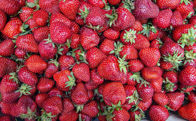 juicy ripe strawberries from the garden