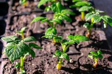 Varietal potatoes seedlings. Sprouted potato tuber. Green shoots of potato seed on the background of the plantation. Young potato plant, top view