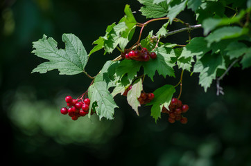 Fototapeta premium Viburnum opulus, red berries and leaves outdoor in late summer. Red viburnum branch in the garden. Bunch of red viburnum berries on a branch. Soft selective focus, round bokeh.