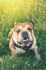 Fototapeta premium Funny smiling English bulldog. Cute Young english bulldog playing in green grass. Dog training. Happy bulldog runs in the meadow