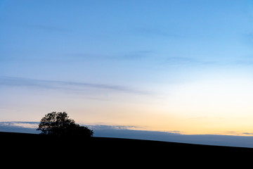 Farmland, Isolated Trees on hill with blue sky background in dusk. Silhouette view nature landscape.