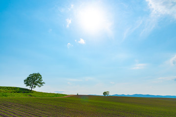 Farmland, Isolated Trees on hill with blue sky background in sunny day. Nature Landscape.