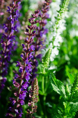 purple flowers in the garden