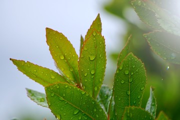 green tree leaves and branches in the  nature in summer, green background