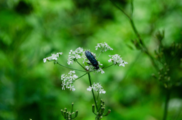 Black bug on the white flower