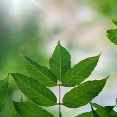 green tree leaves and branches in the  nature in summer, green background