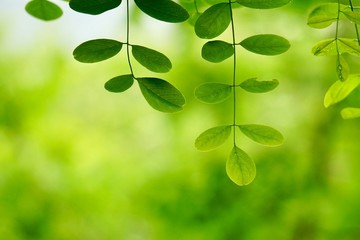 green tree leaves and branches in the  nature in summer, green background