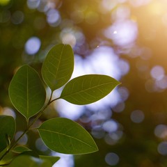 green tree leaves and branches in the  nature in summer, green background