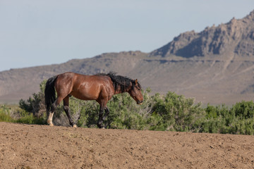 Wild Horse in the Utah Desert in Springtime