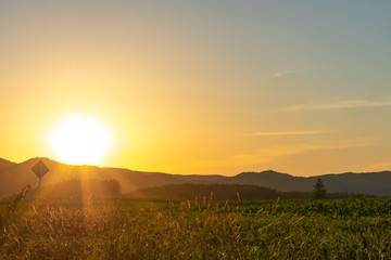Obraz premium Scenic countryside sunset landscape with a plain wild grass field horizon view and a forest on background. 