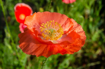 Fototapeta premium red poppy in the garden