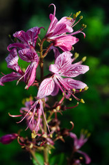 pink flower in the garden