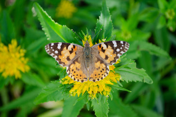 butterfly on flower