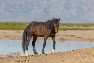 Wild Horse in the Utah Desert in Springtime