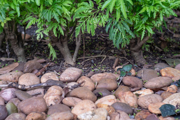potatoes in the soil