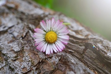white daisy flower plant in the garden in summer, daisies in the nature