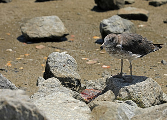 Möwe mit totem Fisch am Strand