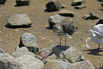 Möwe mit totem Fisch am Strand