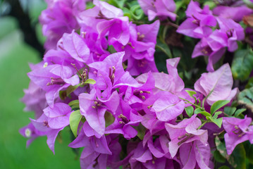 Fototapeta premium purple flowers in the garden