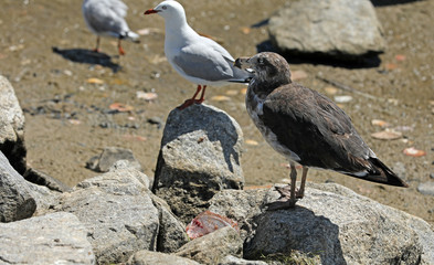 Möwe mit totem Fisch am Strand