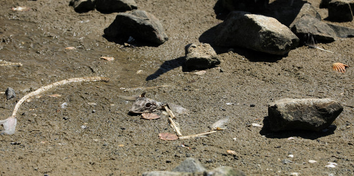 Toter Fisch Fischkopf Fischskelett am Strand