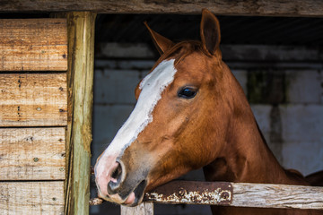 retrato de caballo dentro de una casilla de madera