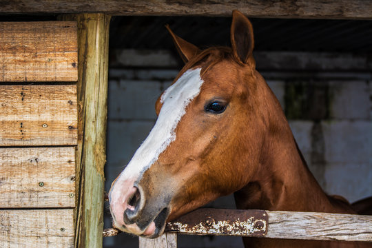 retrato de caballo dentro de una casilla de madera
