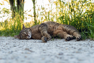 A cat lying on the sidewalk 2