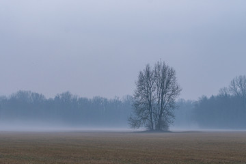 Obraz na płótnie Canvas Tree in the fog